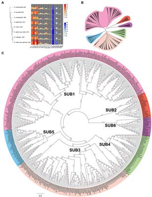 Genome-Wide Comprehensive Survey of the Subtilisin-Like Proteases Gene Family Associated With Rice Caryopsis Development